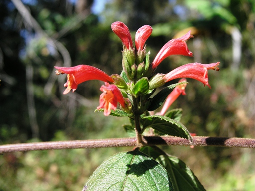 แสงระวี Colquhounia elegans Wall. ex Benth.<br/>LAMIACEAE (LABIATAE)